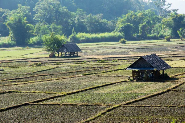 Risfält på landsbygden — Stockfoto