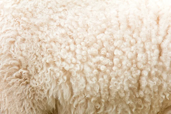 Close-up van een baby schaap — Stockfoto