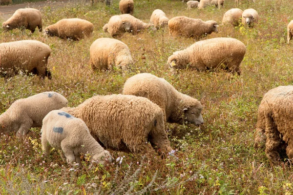 Lammen betar i ett grönt fält — Stockfoto