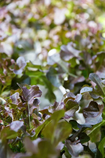 Légumes hydroponiques — Photo