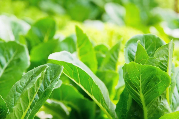 Hydroponics vegetable — Stock Photo, Image