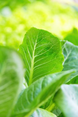 Lettuce Crop Lactuca Leaf Vegetable clipart