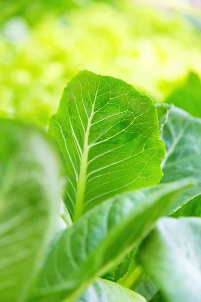 Lettuce Crop Lactuca Leaf Vegetable — Stock Photo, Image