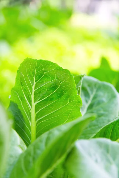 Sallad gröda lactuca blad grönsaker — Stockfoto