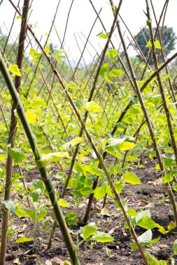 yardlong Bilal çiftlik