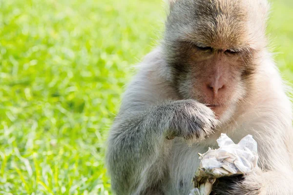 Ritratto di macaco dalla coda lunga — Foto Stock