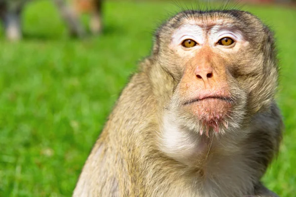 Portrait of Long-tailed macaque — Stock Photo, Image