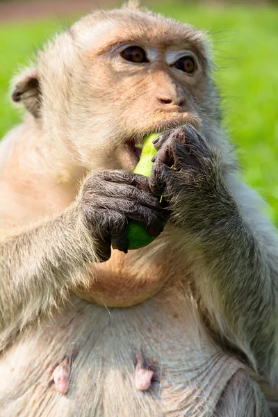 Ritratto di macaco dalla coda lunga — Foto Stock