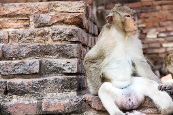 Portrait of Long-tailed macaque — Stock Photo, Image