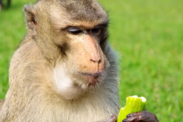 Porträt eines Langschwanzmakaken — Stockfoto