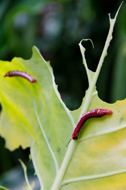 yeşil yaprak yiyen bir tırtıl