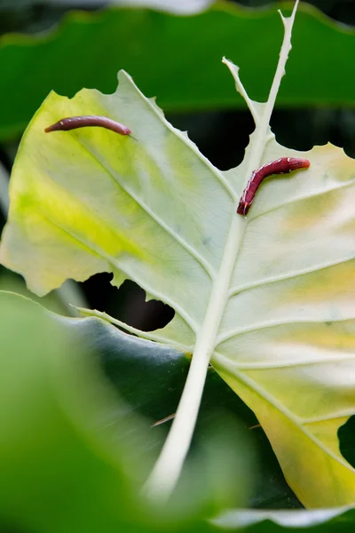 Eine Raupe frisst ein grünes Blatt — Stockfoto