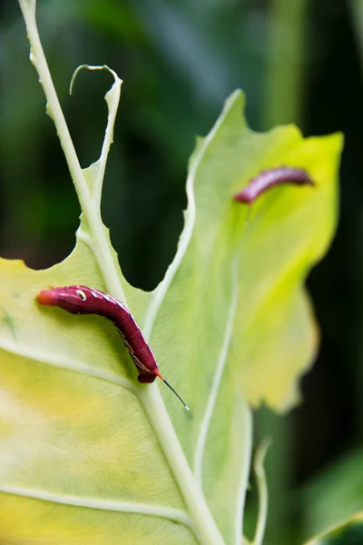 Yeşil yaprak yiyen bir tırtıl — Stok fotoğraf