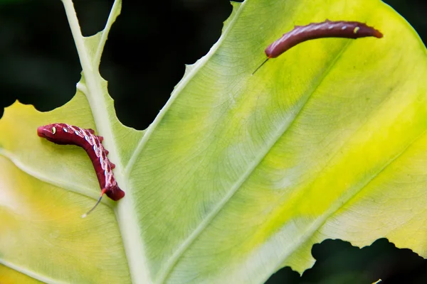 Yeşil yaprak yiyen bir tırtıl — Stok fotoğraf