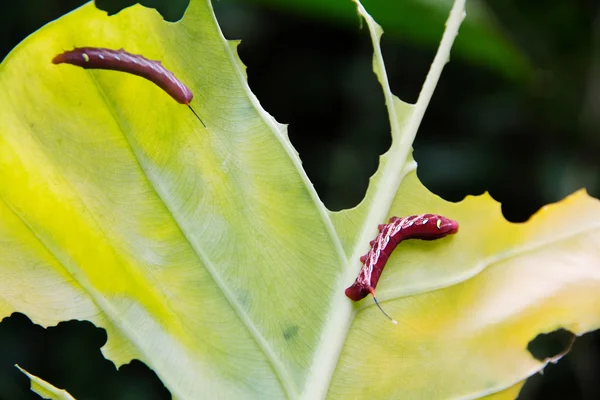 Гусеница ест зеленый лист — стоковое фото