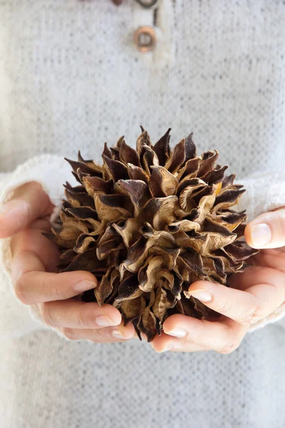 Natural spiky tree — Stock Photo, Image