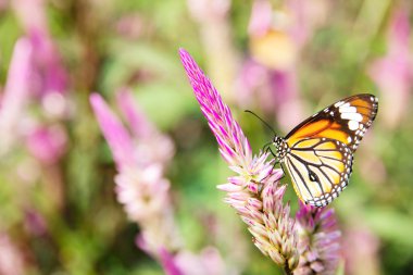 Danaus genutia kelebek çiçek üzerinde