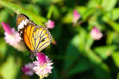 Danaus genutia kelebek çiçek üzerinde