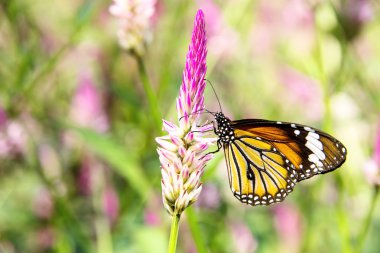 Danaus genutia kelebek çiçek üzerinde