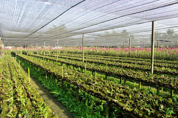 Granja de orquídeas — Foto de Stock