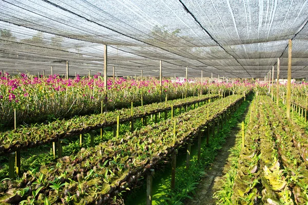 Granja de orquídeas — Foto de Stock