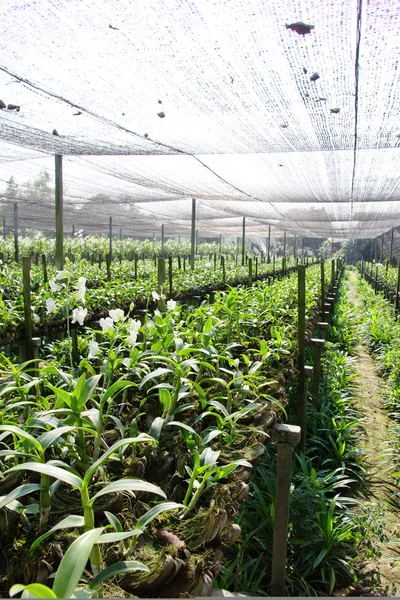 Granja de orquídeas — Foto de Stock