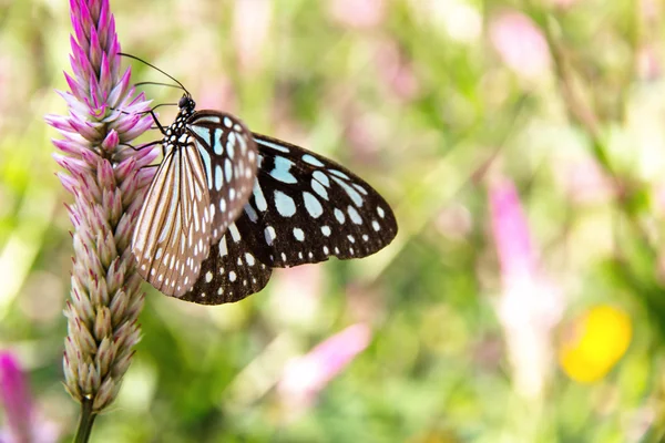 Спільний Скляний Тигр Метелик на квітах — стокове фото
