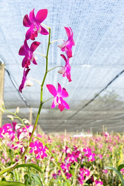 Blooming orchid in the farm — Stock Photo, Image