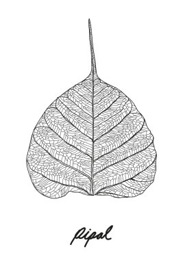 Pipal leaf vector clipart