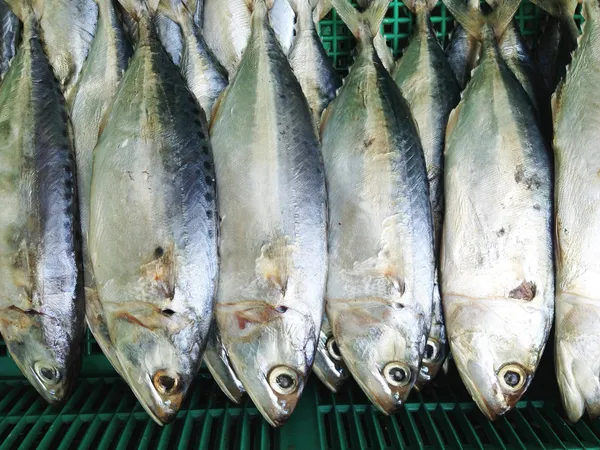 Mackerel fish background — Stock Photo, Image