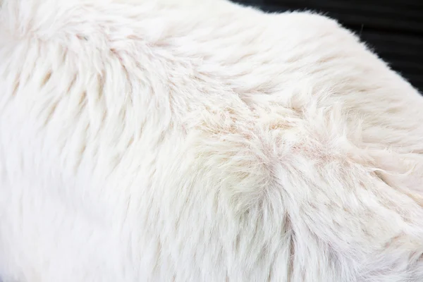 Close-Up do pescoço de uma vaca — Fotografia de Stock