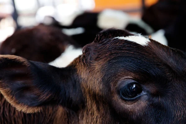 Egy tehén közelsége — Stock Fotó