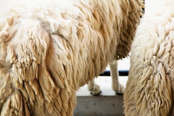 Sheep wool — Stock Photo, Image