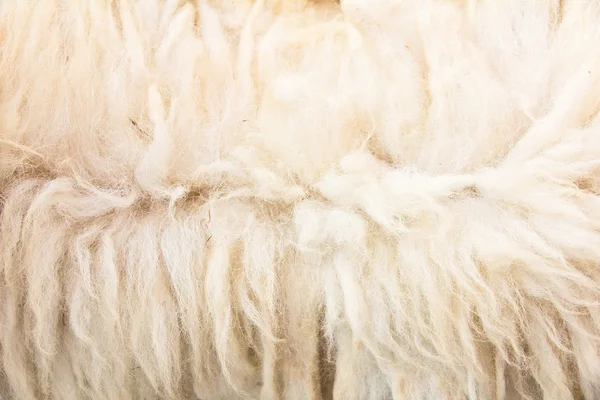 Close up of sheep wool — Stock Photo, Image