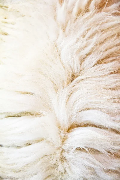 Close up de lã de ovelha — Fotografia de Stock