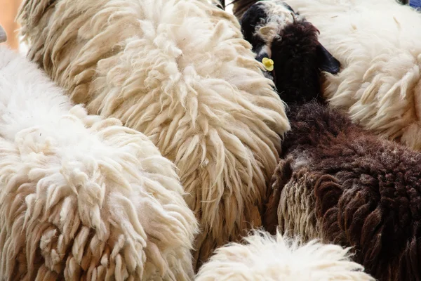 Lana de oveja — Foto de Stock
