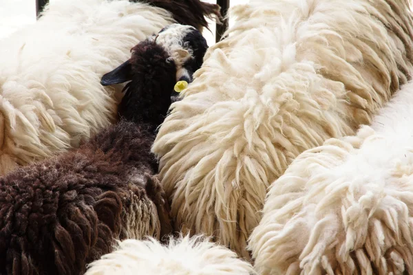 Sheep wool — Stock Photo, Image