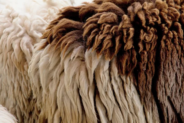 Animal fur texture — Stock Photo, Image