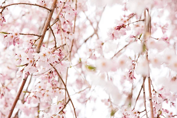 Красивий рожевий вишневий цвіт — стокове фото