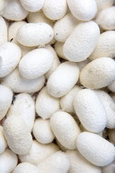 Silkworm Cocoon — Stock Photo, Image