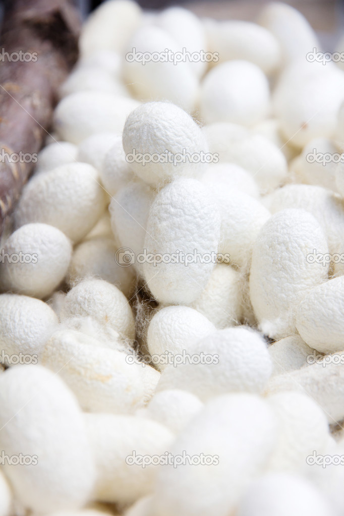 Silkworm Cocoon