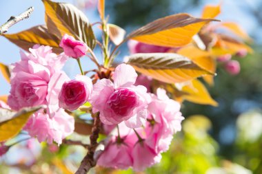 çiçek açan kiraz ağaçları Çift Kişilik