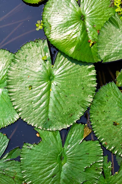 Lotus leaf — Stock Photo, Image