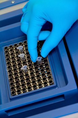 Test tüpü gerçek zamanlı pcr makinenin içine koyarak araştırma bilim adamı