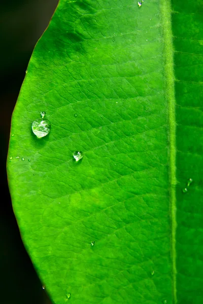 Green leaf with water drops — Stock Photo, Image