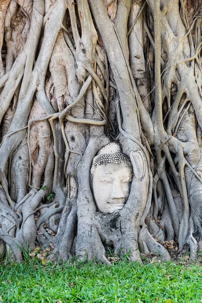 Ayutthaya Thailand December14 2021 Buddha Head Tree Roots Wat Mahathat — Stock Photo, Image