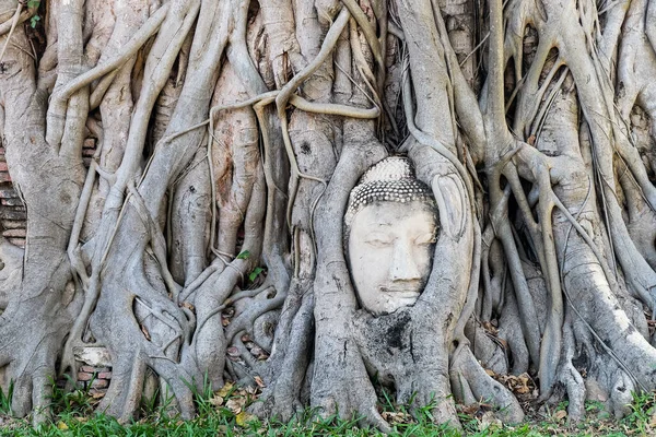 Ayutthaya Thailand December14 2021 Buddha Head Tree Roots Wat Mahathat — Stock Photo, Image