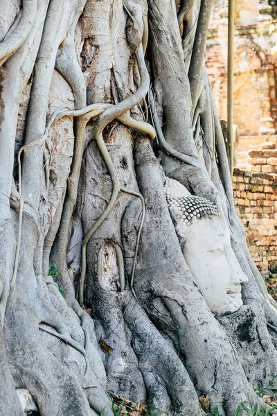Ayutthaya Thailand Dezember2021 Buddhas Kopf Baumwurzeln Tempel Wat Mahathat Einer — Stockfoto