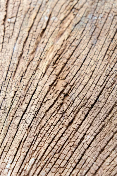Textura Las Termitas Devorar Madera Desde Interior —  Fotos de Stock