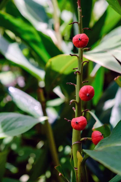 Beautiful Tropical Red Ginger Alpinia Purpurata Flower — Zdjęcie stockowe